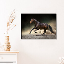Plakat w ramie Czarny koń galopujący w kurzu pustyni